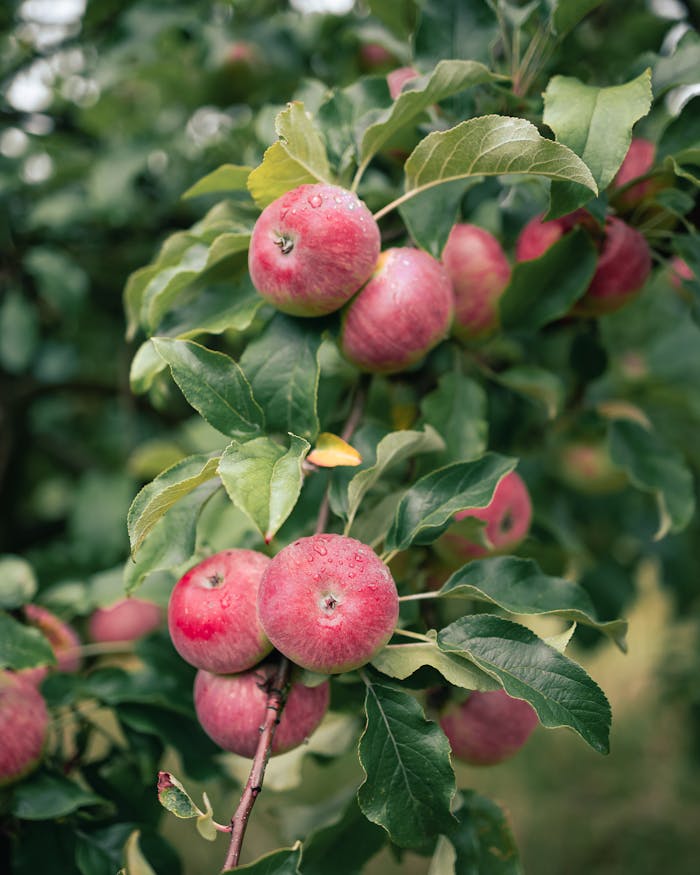 Close-up of ripe red apples on a branch, showcasing fresh produce in an outdoor orchard.