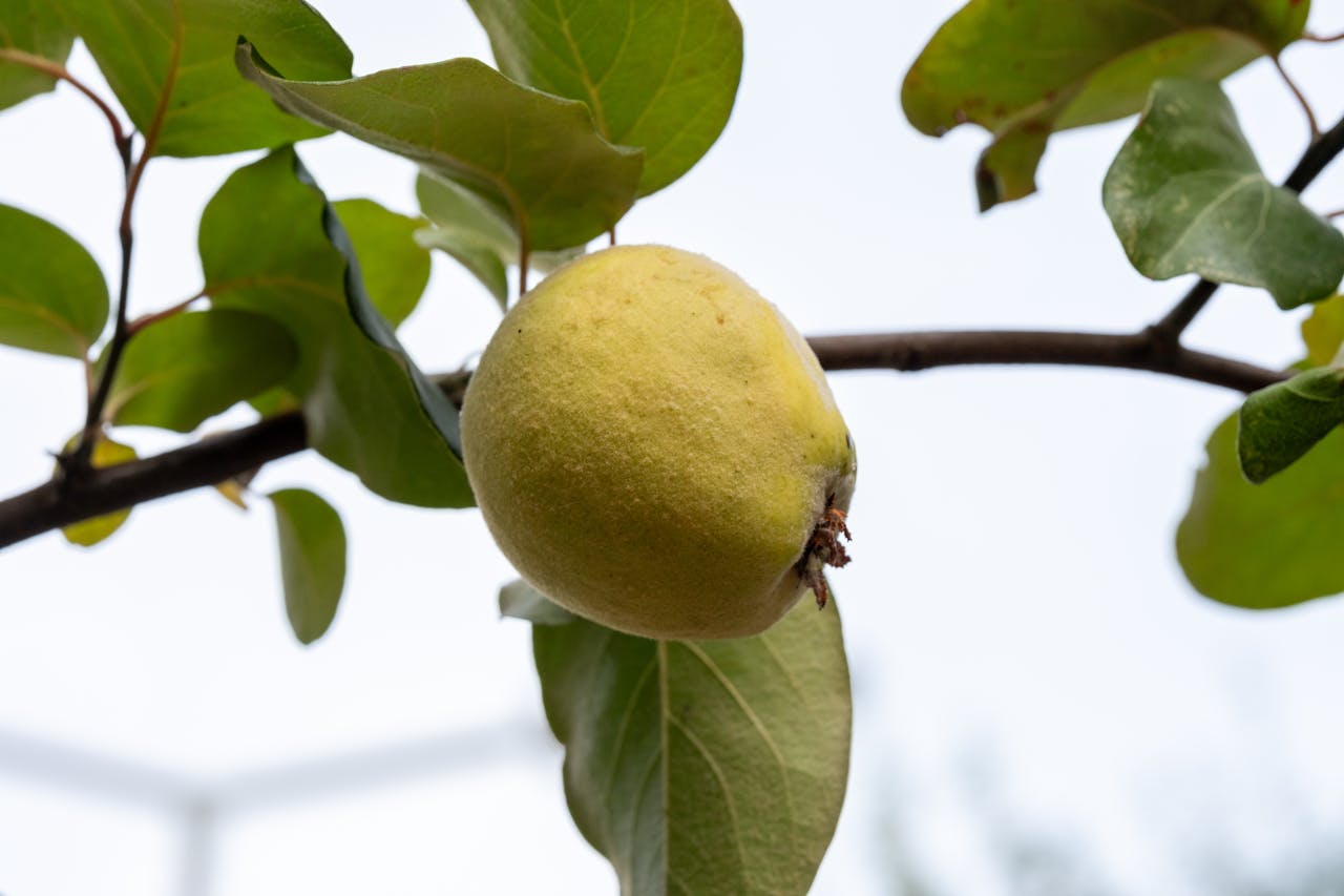A detailed close-up of a quince fruit hanging from a branch with green leaves in an orchard.